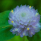 茶茶や花