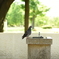 鳩水