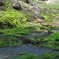 穴地獄　チャツボゴケ