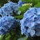 紫陽花