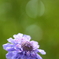 夏の終わりを告げる花