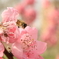 Peach-2
