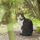 植物園の猫さん