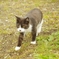 子猫のベッコ