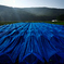Blue Wave