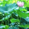 夏の終わり