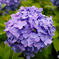 SDIM2120