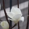 白木蓮