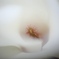 白木蓮