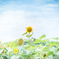 Like the sun