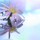 reflection flower