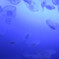 新江ノ島水族館の海月