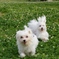 run run run