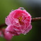 梅の花