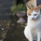 江ノ島の猫。