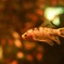 金魚