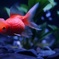 金魚