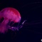 jellyfish2