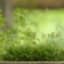 _DSC4801_PH