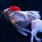 金魚