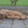 ねーあそばないの？