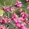 寒緋桜（カンヒサクラ）