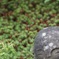 京都の一枚