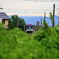 緑の中の北条鉄道