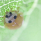 てんとう虫