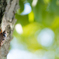 Cicada
