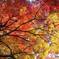 紅葉狩り