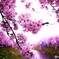 桜の川  恋のぼり