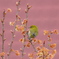 蜜がない