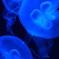 BLUE JELLYFISH