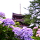 紫陽花と五重塔