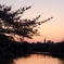 桜×夕焼け×福岡タワー
