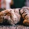 sleeping ...