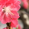 Peach-72