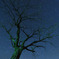 Tree of A scene