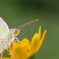 アタシ、蜜大好き!！
