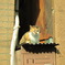日向の猫