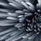 core