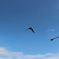 空