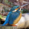 Kingfisher