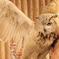 シベリアワシミミズクのビック