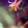 花ロケット