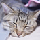 ぷすーぷすー