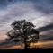 Tree , Sunrise , Clouds ,  and Sun halo