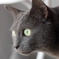 Cool Cat