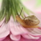 花が寄り添って。